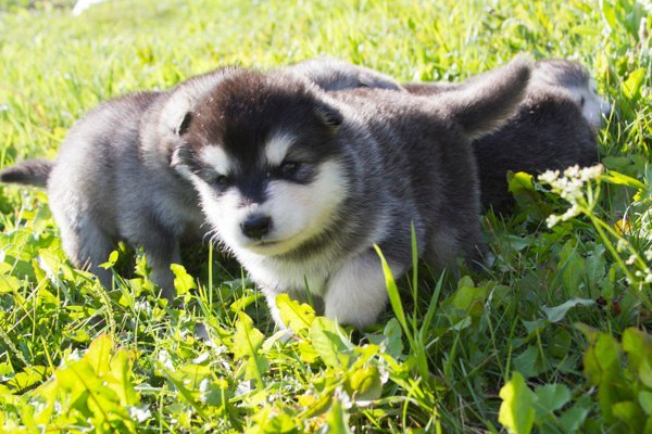 Катание на хаски в Новосибирске. Ultra Подарки. Катание на хаски в Новосибирске. Попробуйте Катание на хаски. Сервис: UltraPodarki.ru 8 800 505 95 30. Катание на хаски Новосибирск, Катание на хаски в Новосибирске, хаски, животные в Новосибирске, 