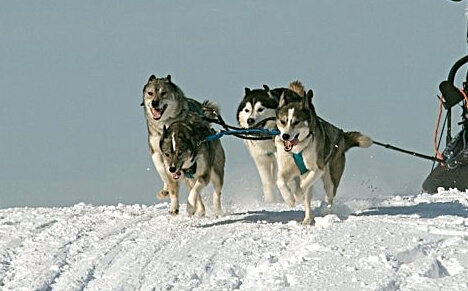 Катание на хаски в Новосибирске. Ultra Подарки. Катание на хаски в Новосибирске. Попробуйте Катание на хаски. Сервис: UltraPodarki.ru 8 800 505 95 30. Катание на хаски Новосибирск, Катание на хаски в Новосибирске, хаски, животные в Новосибирске, 