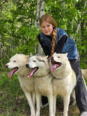 Катание на хаски в Новосибирске. Ultra Подарки. Катание на хаски в Новосибирске. Попробуйте Катание на хаски. Сервис: UltraPodarki.ru 8 800 505 95 30. Катание на хаски Новосибирск, Катание на хаски в Новосибирске, хаски, животные в Новосибирске, 