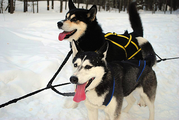 Катание на хаски в Новосибирске. Ultra Подарки. Катание на хаски в Новосибирске. Попробуйте Катание на хаски. Сервис: UltraPodarki.ru 8 800 505 95 30. Катание на хаски Новосибирск, Катание на хаски в Новосибирске, хаски, животные в Новосибирске, 