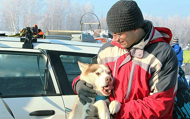 Катание на хаски в Новосибирске. Ultra Подарки. Катание на хаски в Новосибирске. Попробуйте Катание на хаски. Сервис: UltraPodarki.ru 8 800 505 95 30. Катание на хаски Новосибирск, Катание на хаски в Новосибирске, хаски, животные в Новосибирске, 