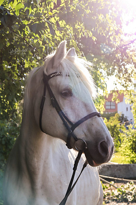 Конная прогулка для двоих в Новосибирске. Подарочные сертификаты Ultra Подарки. Купить оригинальный подарок или подарочный сертификат на Конная прогулка для двоих в Новосибирске. Сервис UltraPodarki.ru 8-800-505-9530. Катание на лошадях, Прогулка на лошади, Прогулка на лошадях для двоих, Конная прогулка для двоих, конный клуб, Конный клуб, конная прогулка, конная прогулка в Новосибирске