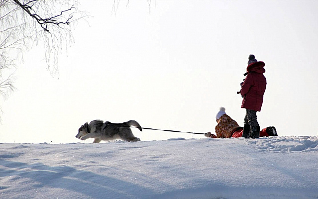 Катание на хаски в Новосибирске. Ultra Подарки. Катание на хаски в Новосибирске. Попробуйте Катание на хаски. Сервис: UltraPodarki.ru 8 800 505 95 30. Катание на хаски Новосибирск, Катание на хаски в Новосибирске, хаски, животные в Новосибирске, 