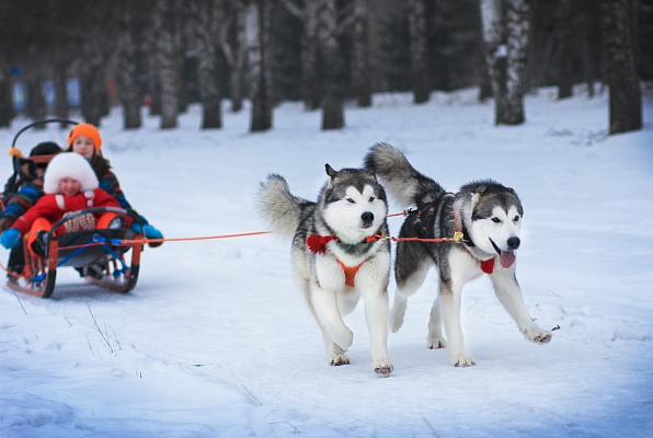 Катание на хаски в Новосибирске. Ultra Подарки. Катание на хаски в Новосибирске. Попробуйте Катание на хаски. Сервис: UltraPodarki.ru 8 800 505 95 30. Катание на хаски Новосибирск, Катание на хаски в Новосибирске, хаски, животные в Новосибирске, 