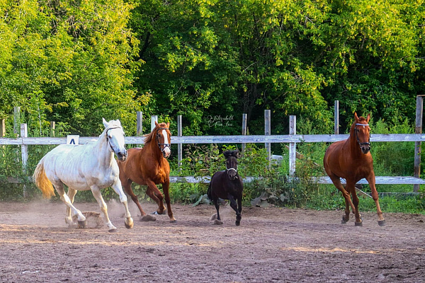 Конная прогулка для двоих в Новосибирске. Подарочные сертификаты Ultra Подарки. Купить оригинальный подарок или подарочный сертификат на Конная прогулка для двоих в Новосибирске. Сервис UltraPodarki.ru 8-800-505-9530. Катание на лошадях, Прогулка на лошади, Прогулка на лошадях для двоих, Конная прогулка для двоих, конный клуб, Конный клуб, конная прогулка, конная прогулка в Новосибирске