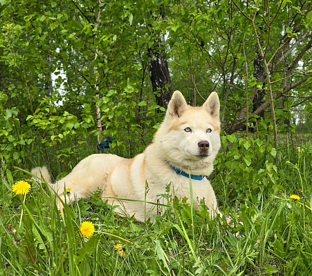 Катание на хаски в Новосибирске. Ultra Подарки. Катание на хаски в Новосибирске. Попробуйте Катание на хаски. Сервис: UltraPodarki.ru 8 800 505 95 30. Катание на хаски Новосибирск, Катание на хаски в Новосибирске, хаски, животные в Новосибирске, 
