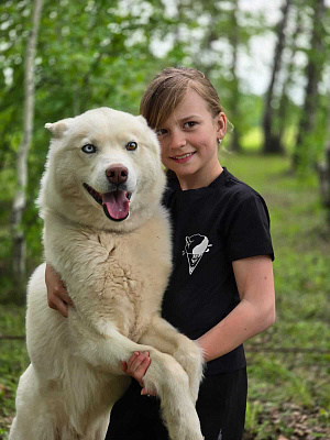 Катание на хаски в Новосибирске. Ultra Подарки. Катание на хаски в Новосибирске. Попробуйте Катание на хаски. Сервис: UltraPodarki.ru 8 800 505 95 30. Катание на хаски Новосибирск, Катание на хаски в Новосибирске, хаски, животные в Новосибирске, 