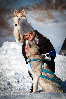 Катание на хаски в Новосибирске. Ultra Подарки. Катание на хаски в Новосибирске. Попробуйте Катание на хаски. Сервис: UltraPodarki.ru 8 800 505 95 30. Катание на хаски Новосибирск, Катание на хаски в Новосибирске, хаски, животные в Новосибирске, 
