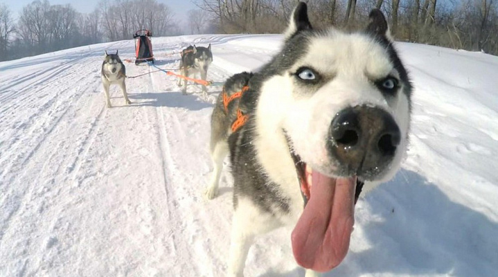 Катание на хаски в Новосибирске. Ultra Подарки. Катание на хаски в Новосибирске. Попробуйте Катание на хаски. Сервис: UltraPodarki.ru 8 800 505 95 30. Катание на хаски Новосибирск, Катание на хаски в Новосибирске, хаски, животные в Новосибирске, 