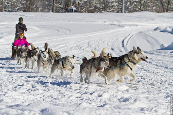 Катание на хаски в Новосибирске. Ultra Подарки. Катание на хаски в Новосибирске. Попробуйте Катание на хаски. Сервис: UltraPodarki.ru 8 800 505 95 30. Катание на хаски Новосибирск, Катание на хаски в Новосибирске, хаски, животные в Новосибирске, 