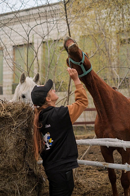 Конная прогулка для двоих в Новосибирске. Подарочные сертификаты Ultra Подарки. Купить оригинальный подарок или подарочный сертификат на Конная прогулка для двоих в Новосибирске. Сервис UltraPodarki.ru 8-800-505-9530. Катание на лошадях, Прогулка на лошади, Прогулка на лошадях для двоих, Конная прогулка для двоих, конный клуб, Конный клуб, конная прогулка, конная прогулка в Новосибирске