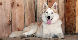 Экскурсия в питомник хаски