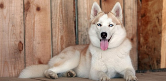 Экскурсия в питомник хаски