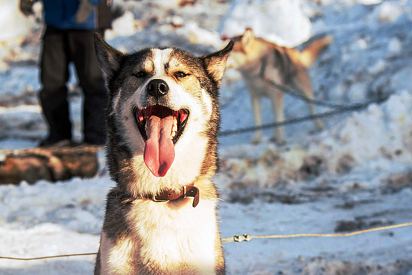 Катание на хаски в Новосибирске. Ultra Подарки. Катание на хаски в Новосибирске. Попробуйте Катание на хаски. Сервис: UltraPodarki.ru 8 800 505 95 30. Катание на хаски Новосибирск, Катание на хаски в Новосибирске, хаски, животные в Новосибирске, 
