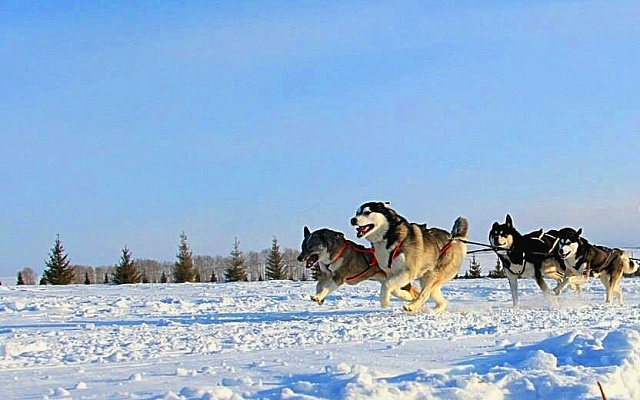 Катание на хаски в Новосибирске. Ultra Подарки. Катание на хаски в Новосибирске. Попробуйте Катание на хаски. Сервис: UltraPodarki.ru 8 800 505 95 30. Катание на хаски Новосибирск, Катание на хаски в Новосибирске, хаски, животные в Новосибирске, 