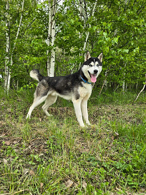 Катание на хаски в Новосибирске. Ultra Подарки. Катание на хаски в Новосибирске. Попробуйте Катание на хаски. Сервис: UltraPodarki.ru 8 800 505 95 30. Катание на хаски Новосибирск, Катание на хаски в Новосибирске, хаски, животные в Новосибирске, 