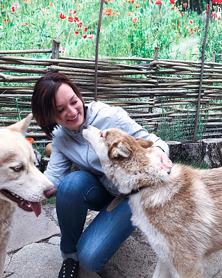 Катание на хаски в Новосибирске. Ultra Подарки. Катание на хаски в Новосибирске. Попробуйте Катание на хаски. Сервис: UltraPodarki.ru 8 800 505 95 30. Катание на хаски Новосибирск, Катание на хаски в Новосибирске, хаски, животные в Новосибирске, 