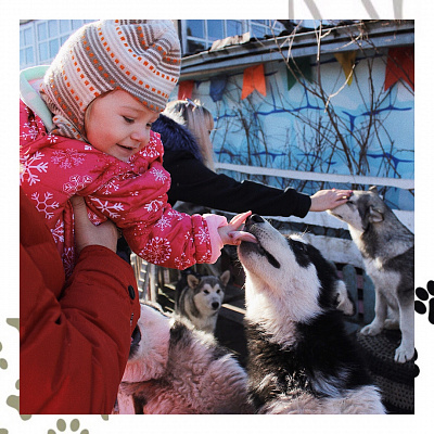 Катание на хаски в Новосибирске. Ultra Подарки. Катание на хаски в Новосибирске. Попробуйте Катание на хаски. Сервис: UltraPodarki.ru 8 800 505 95 30. Катание на хаски Новосибирск, Катание на хаски в Новосибирске, хаски, животные в Новосибирске, 